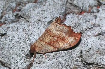 182Серпокрылка сухой лист
