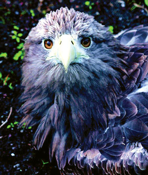 Птица Орлан Белохвост Фото